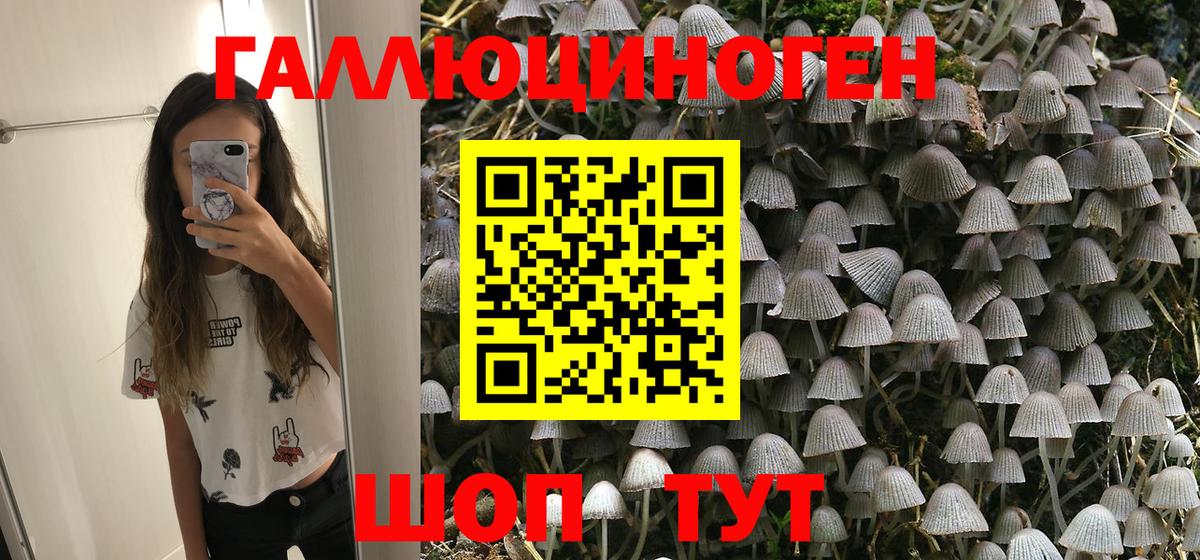 Галлюциногенные грибы Psilocybe Новошахтинск